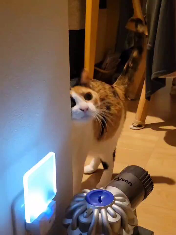 おにゃんぽこページ オニャンコポン杯（次回2025/8/16（土）） (@onyankoponhai) / X