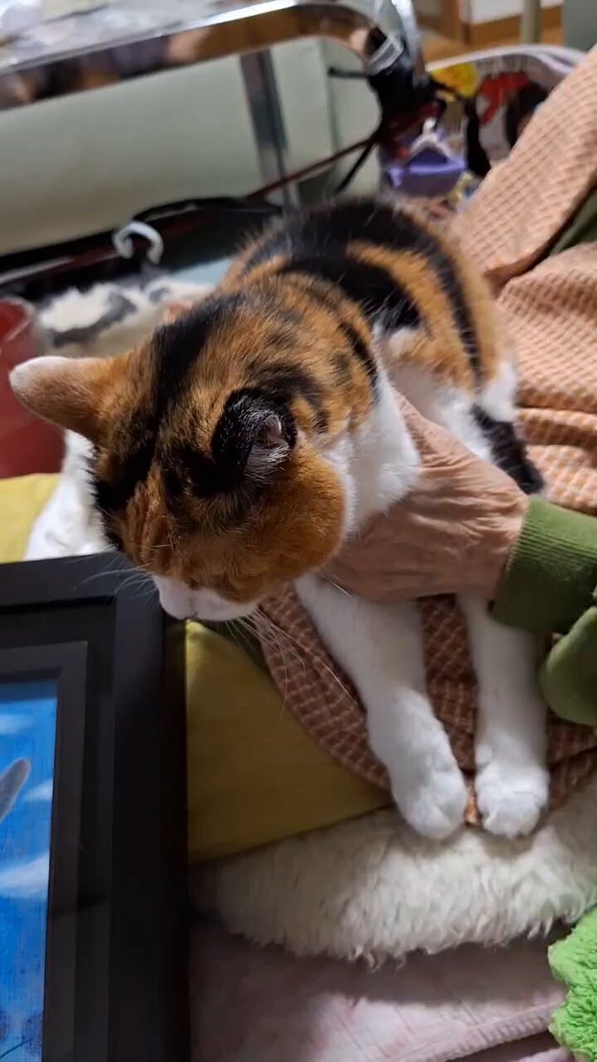 多田すみえ、【ミステリアスな森】、希少な額装用画集より、新品額装付 多田すみえ、【ミステリアスな森】、希少な額装用画集より、新品額装付