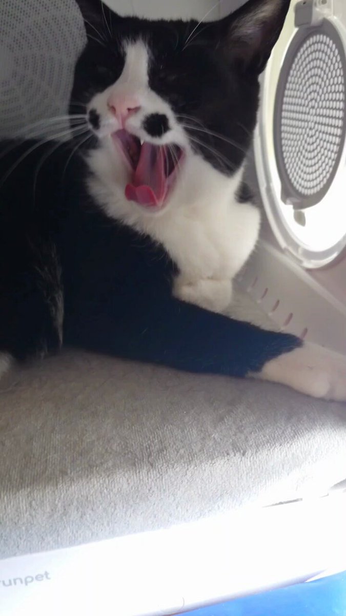 ○chat noir○ (@chatnoir8888) / Posts / X