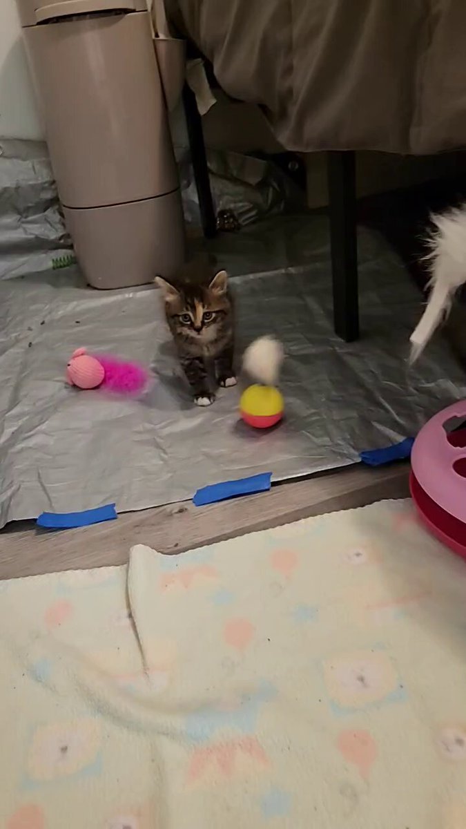 Ꮍᴀᴇʟ (@elle91) / Posts / X