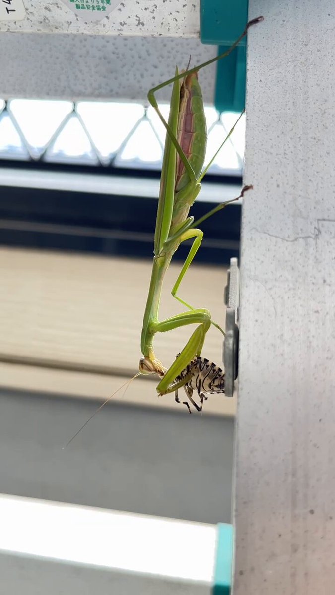 おおかまきり様　ありがとうございます The 