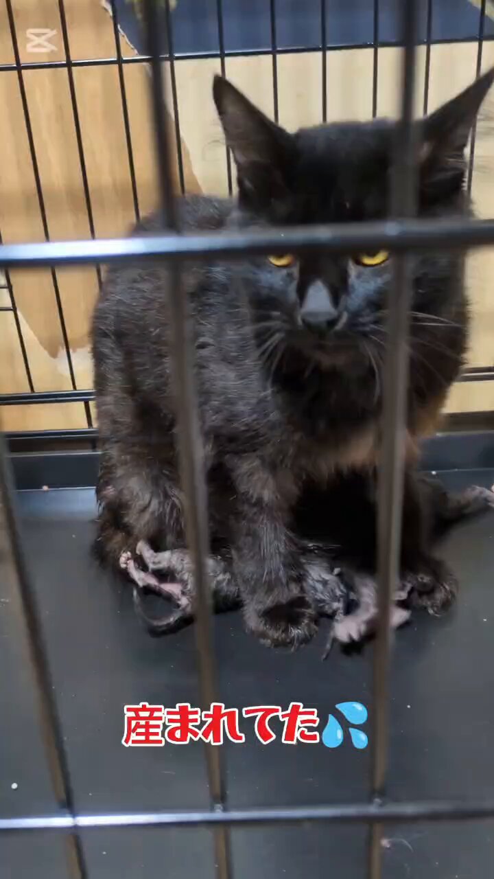 北名古屋さくら猫 on X: 