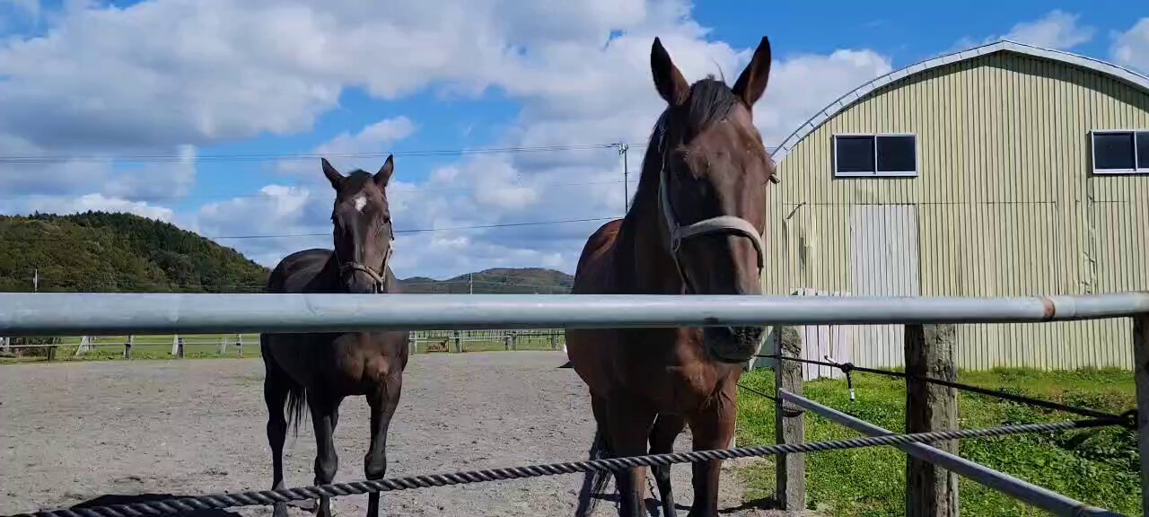 牧場ウマウマ テキスタイル2008 | 馬産地コラム | 競走馬のふるさと案内所