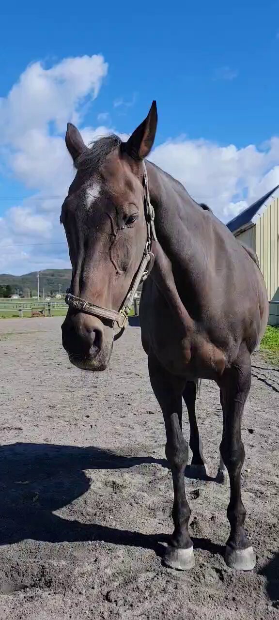 【期限切れ単複馬券】　2歳未勝利　2014/11/8 ドゥラメンテ　ウマ娘 期限切れ単勝馬券】 2歳未勝利 2014/11/8 ドゥラメンテ ウマ娘