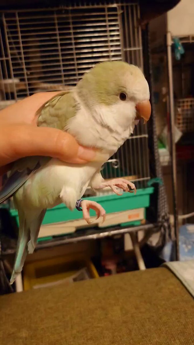 つくつくほーし (@xGX1LFEWymdql4M) / Posts / X