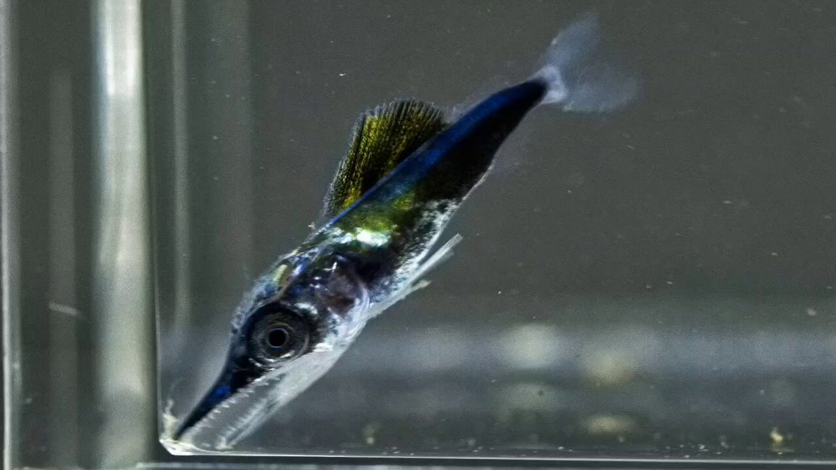 井上緑 Ryoku Inoue 2016 すべては現在にある パーカー XL 井上緑