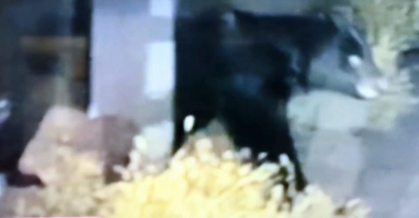 九月獲れた　ツキノワグマ　1024g ツキノワグマ - البحث / X