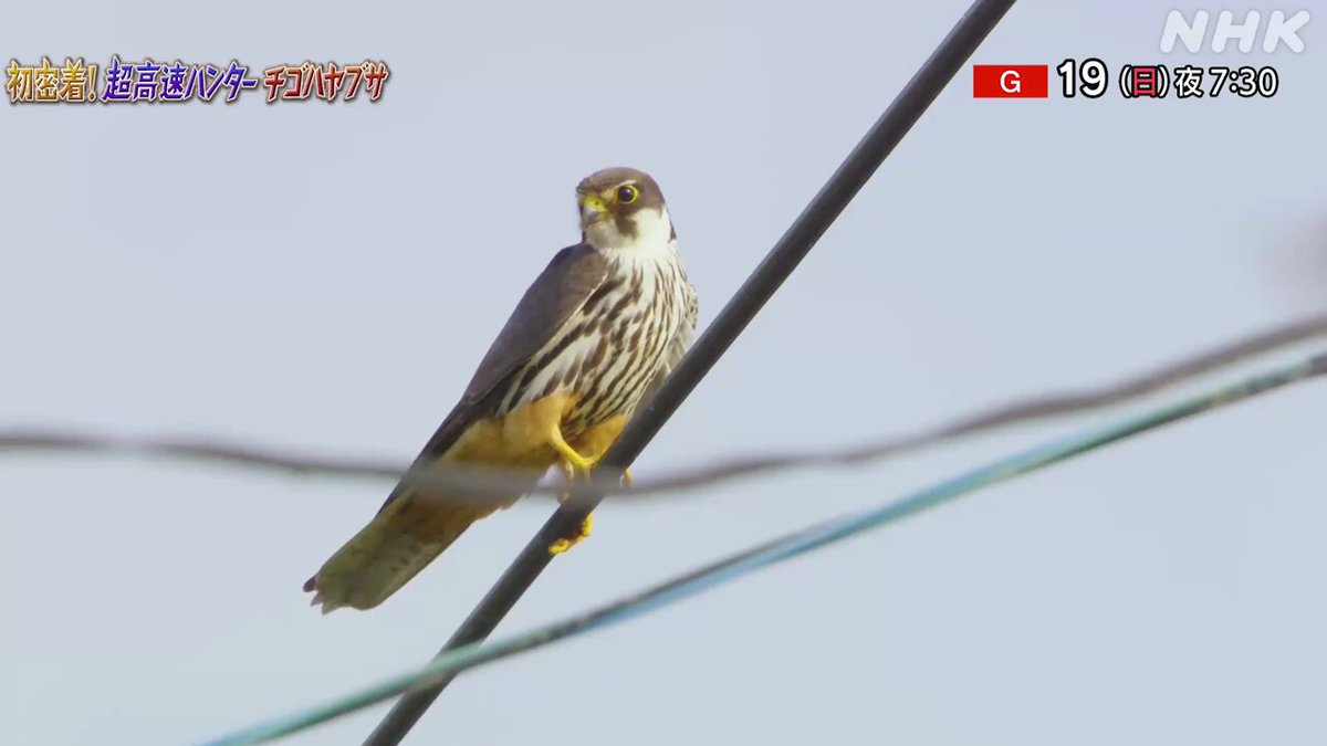 ダーウィンが来た! Darwin has arrived! Will Bury be featured in the special