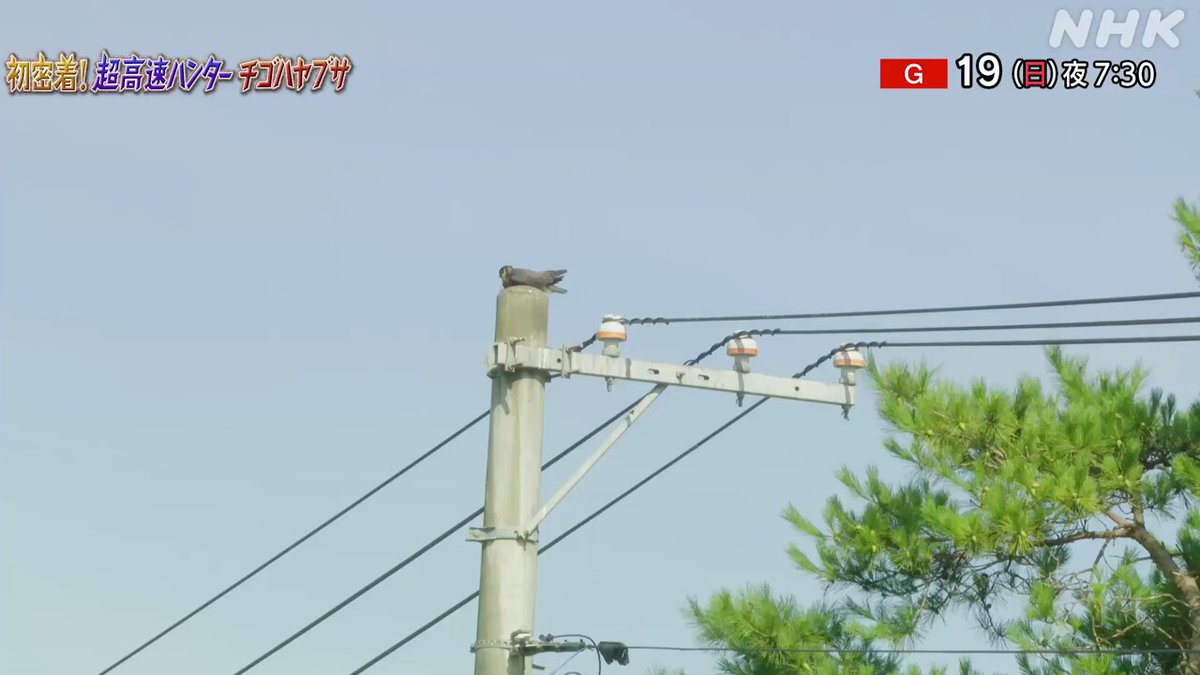 ダーウィンが来た! ダーウィンが来た！ (@nhk_darwin) / X