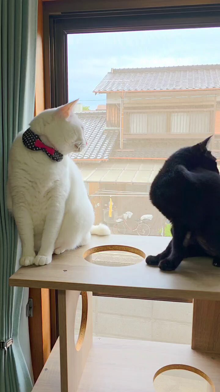 くろねこ 楽天市場】暗闇の黒猫（くろねこ）／半袖Tシャツ : MYDS 楽天市場店