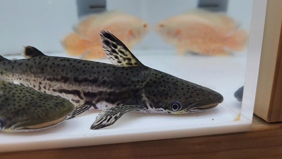 ふによ (@yxBOF6q3u52GIJ3) / Posts / X