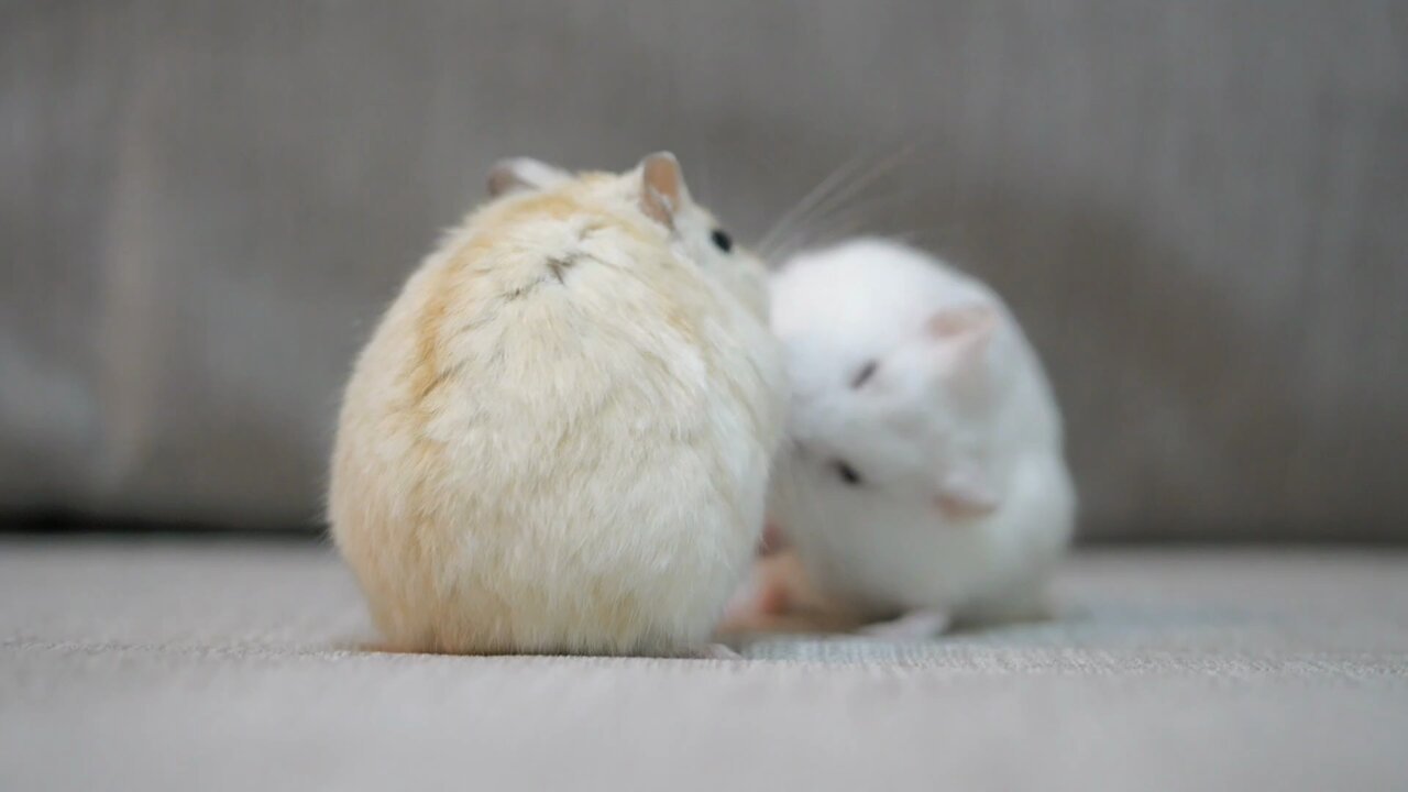 はむ様 華Doll* - トレーディング角丸スクエア缶バッジ | AMNIBUS