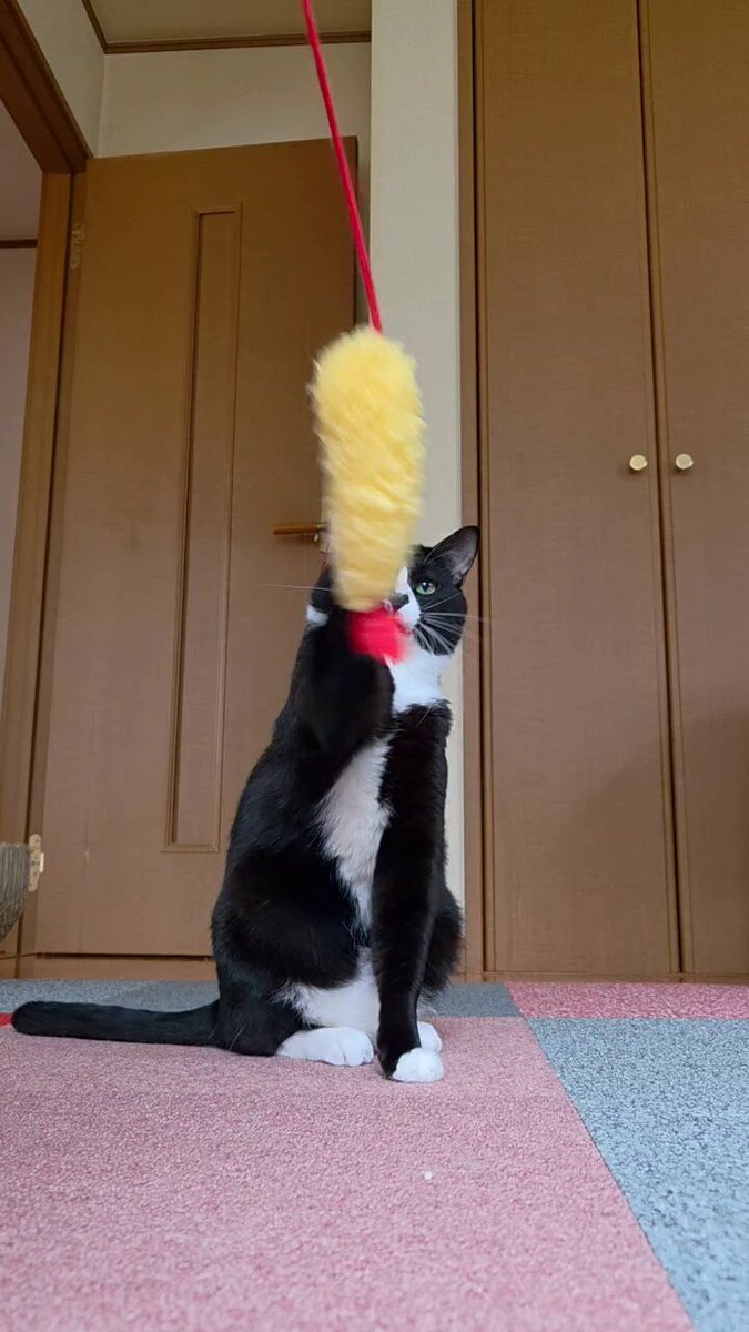 ちったん ちったん (@NYANMARUKE) / Posts / X