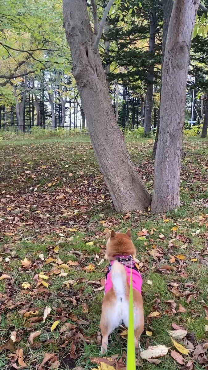 キュキュ（柴犬の九ちゃん） (@gBETQs4FK71tz68) / Posts / X