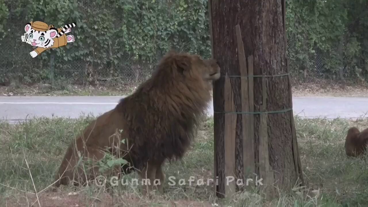 ライオンパグ(完全1点もの) ライオンパグ(完全1点もの)