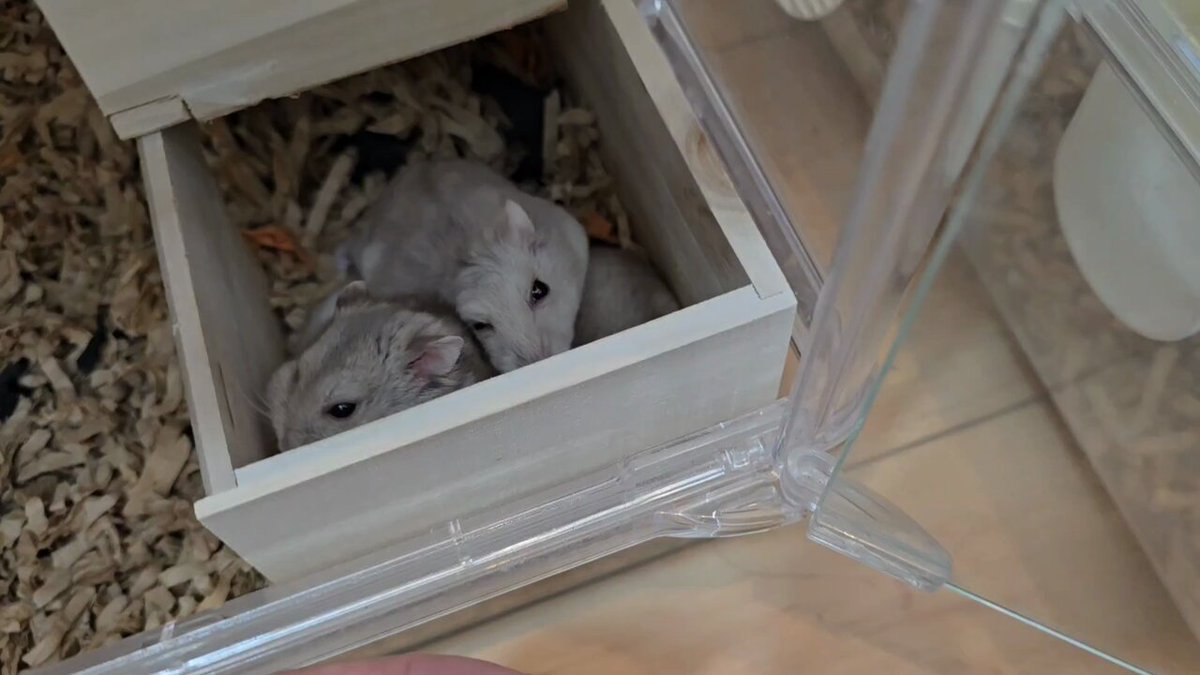 はむ@もっと！はむチラ長屋ch. (@86star2020) / X