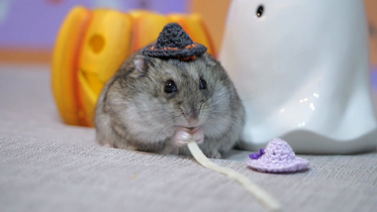 はむちゃん はむ@もっと！はむチラ長屋ch. (@86star2020) / X