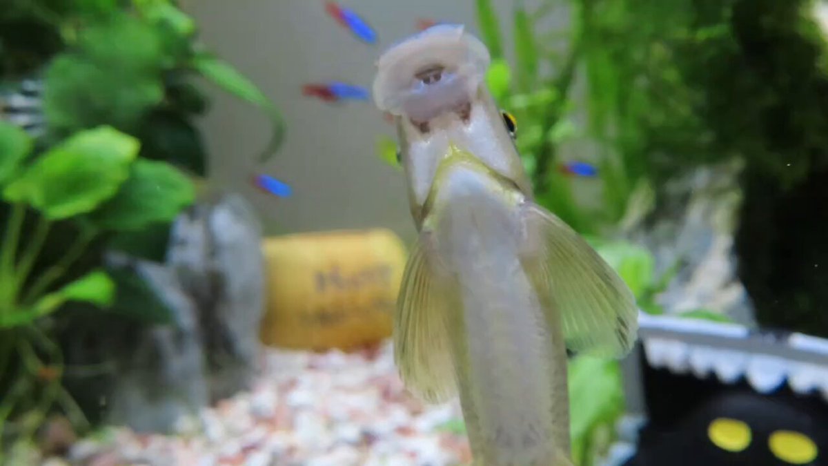 水槽 MOMO Amazon.co.jp: Gex Aquarium Easy Aqua, Black, Easy to Change