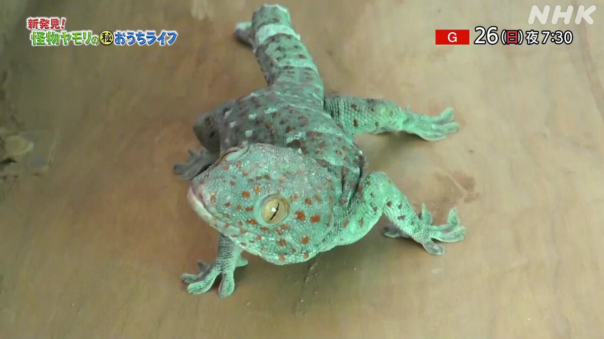 ダーウィンが来た!生きもの新伝説2022 09 18