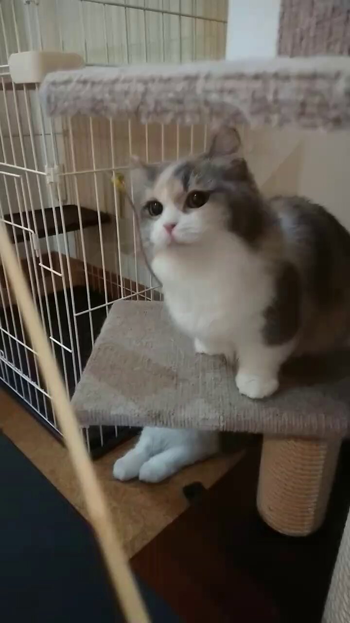 秋葉原の猫カフェ~ねこ・JaLaLa~ on X: 