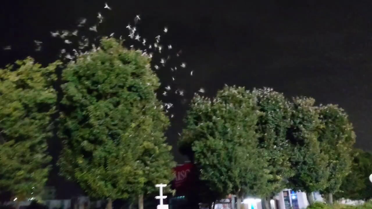 hana に鳥 🦋hana🦋Seventh Heaven Vo. on X: