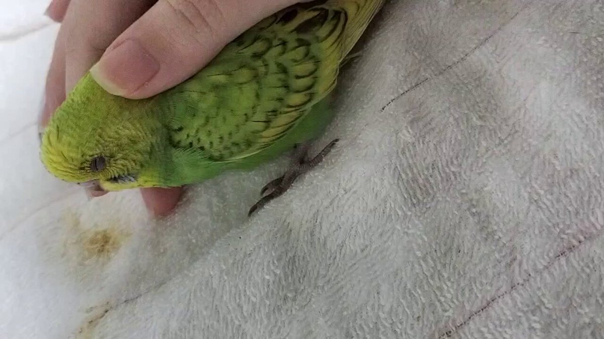 ヒナさん (@unknown_chick24) / Posts / X