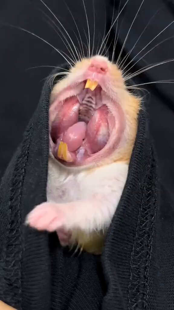 はむおじ (@hamuozi562) / X