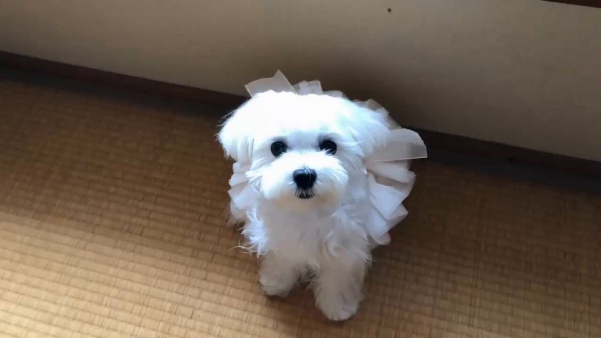 ☆みぃ〜たん☆⭐︎ みぃたん@ぱぴー🛵💟 on X