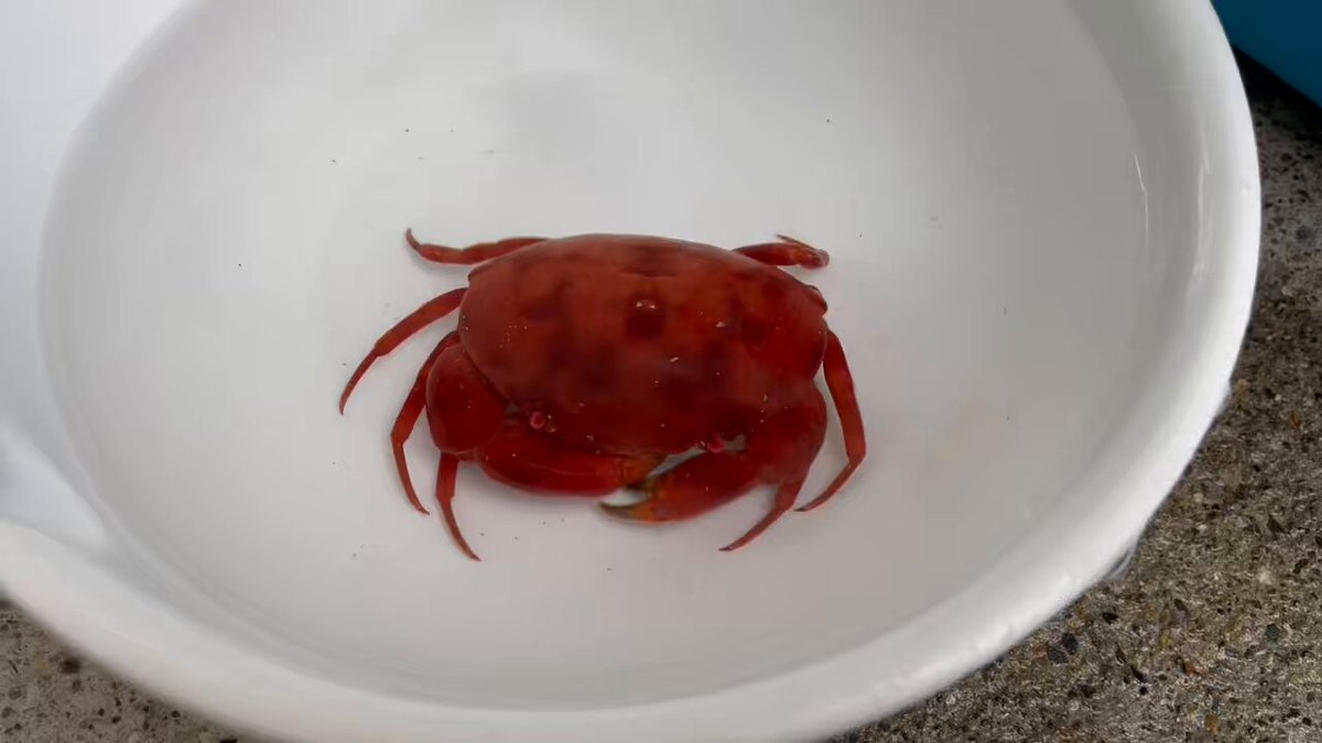 すさみ町立エビとカニの水族館 (@ebikaniaquarium) / Posts / X