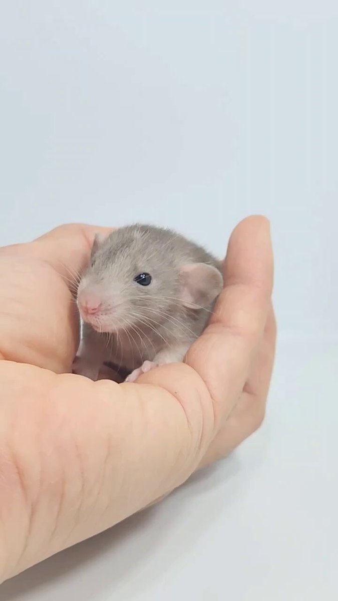 shippobank ペット専門ファンシーラット、ファンシーマウス