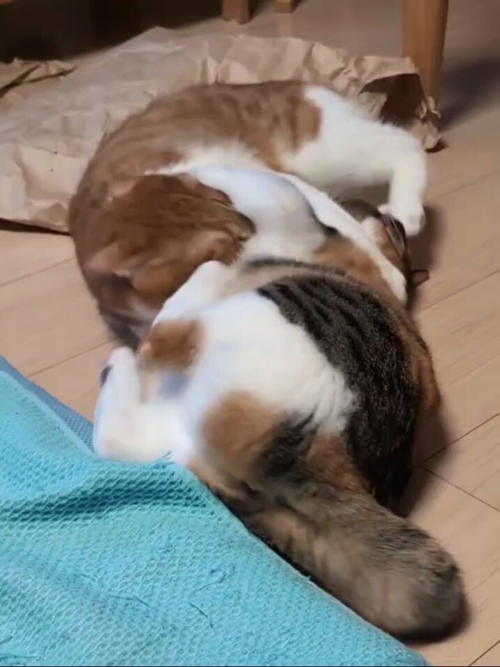 ミロカノ (@nekotokanon) / Posts / X