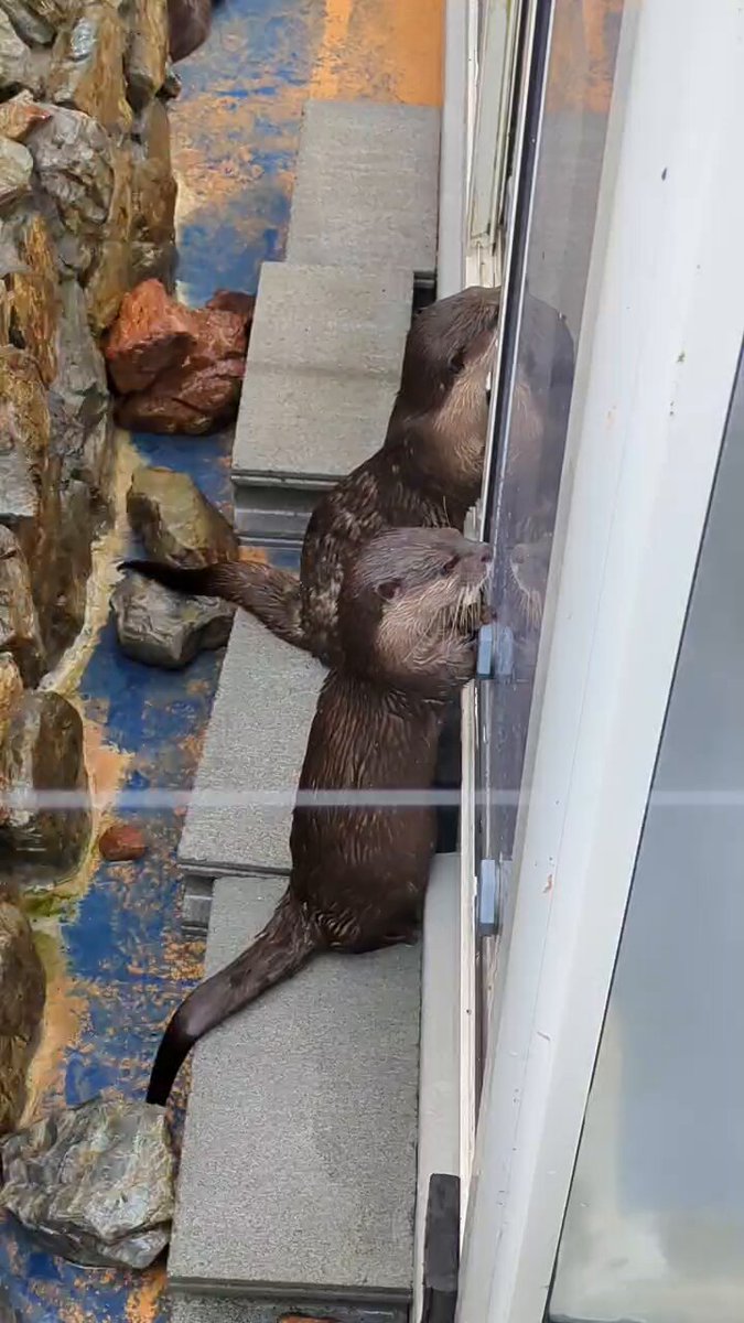 まるちゃんページ スケボーまるちゃん♡「ちびまる子ちゃん」「コジコジ」とVans