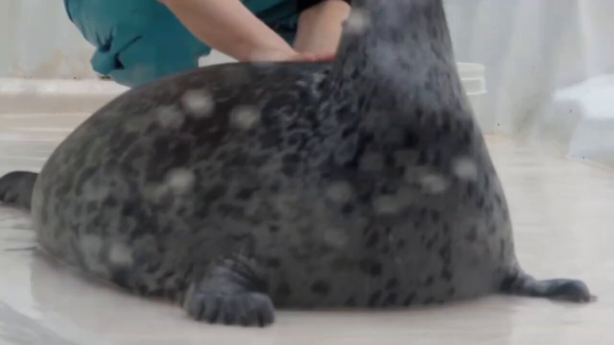 nページ　つる小♪ 楽天市場】[ コーナーゲート F60XL アクリル ]小型犬用 ペット