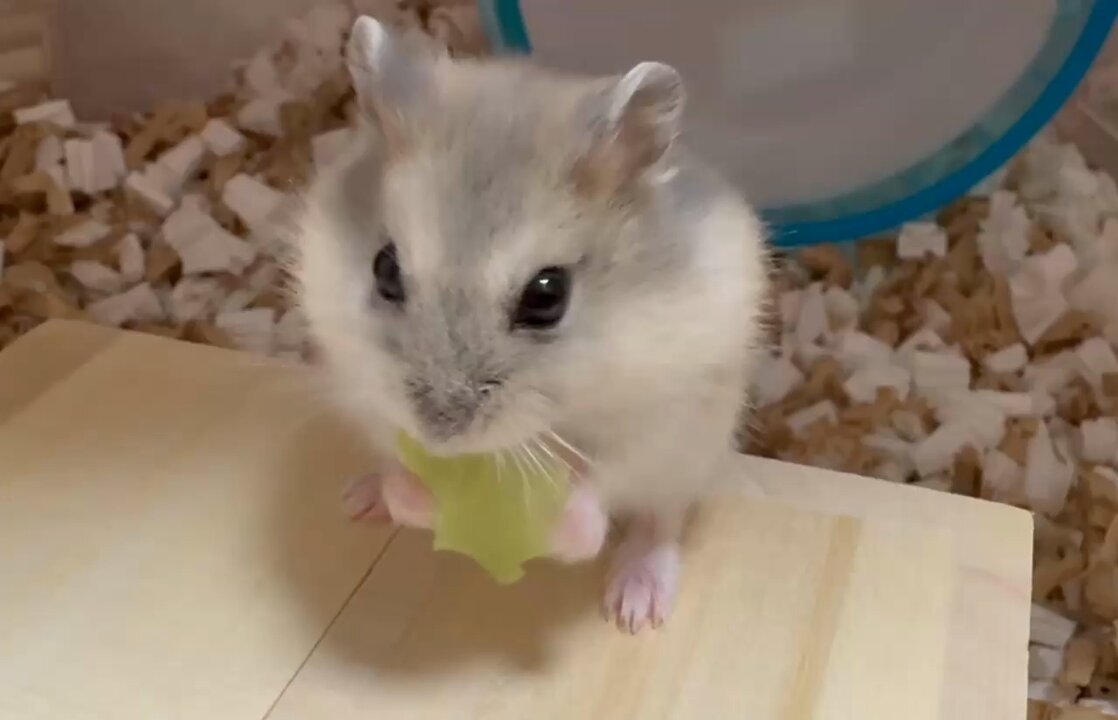 ほしまる⭐️ (@maru55GoGo) / Posts / X