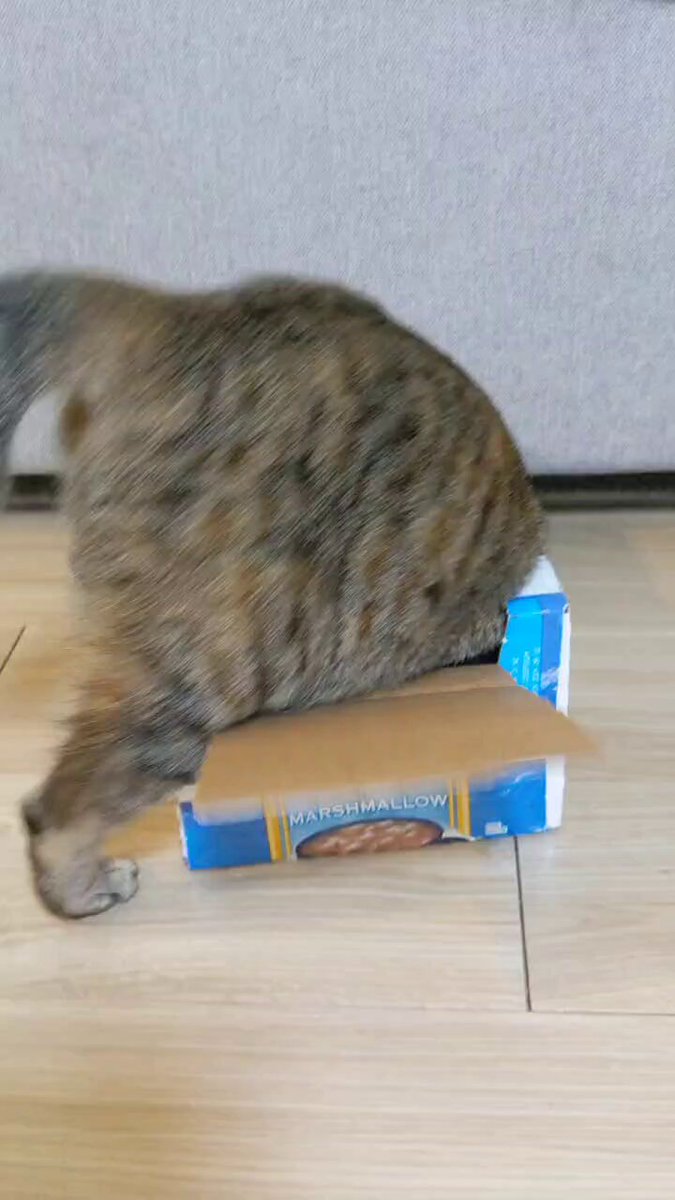 猫、飼い始めました on X