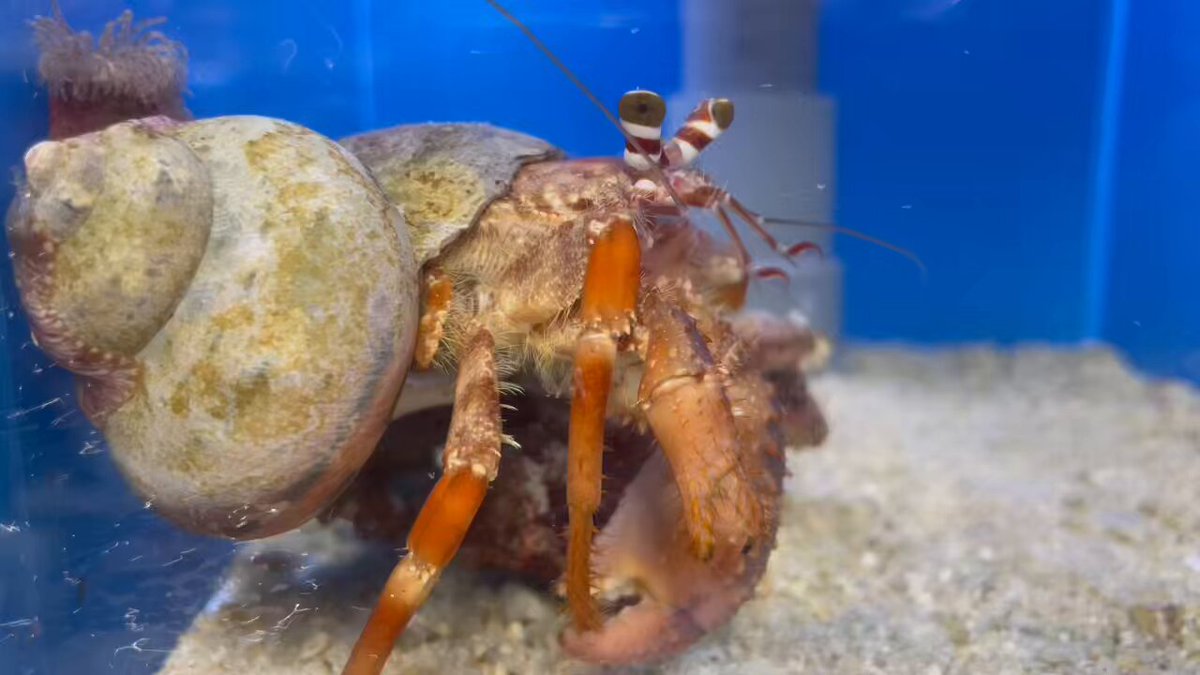 すさみ町立エビとカニの水族館 (@ebikaniaquarium) / Posts / X