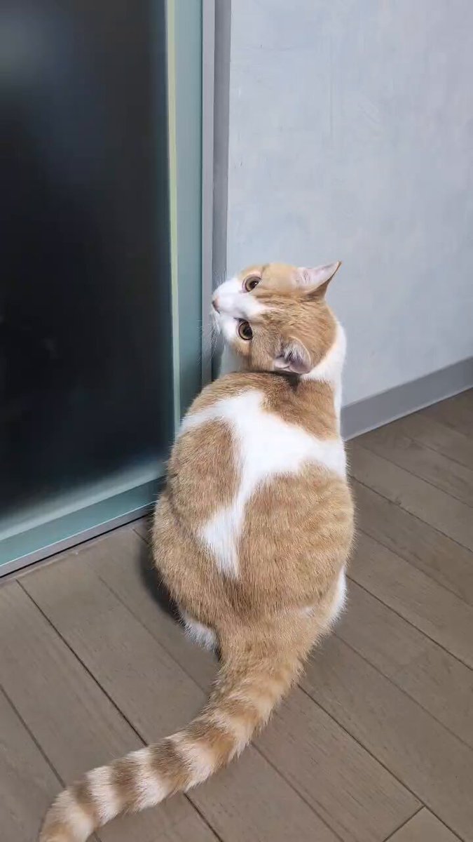 ＊＊ともりん＊＊ページ ともりん( ´ω`)つ🇯🇵 (@tomorin76) / Posts / X