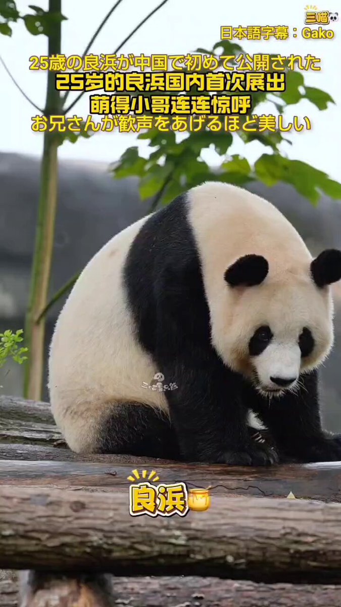 SAKAIぱんだ (@jp34602736) / Posts / X