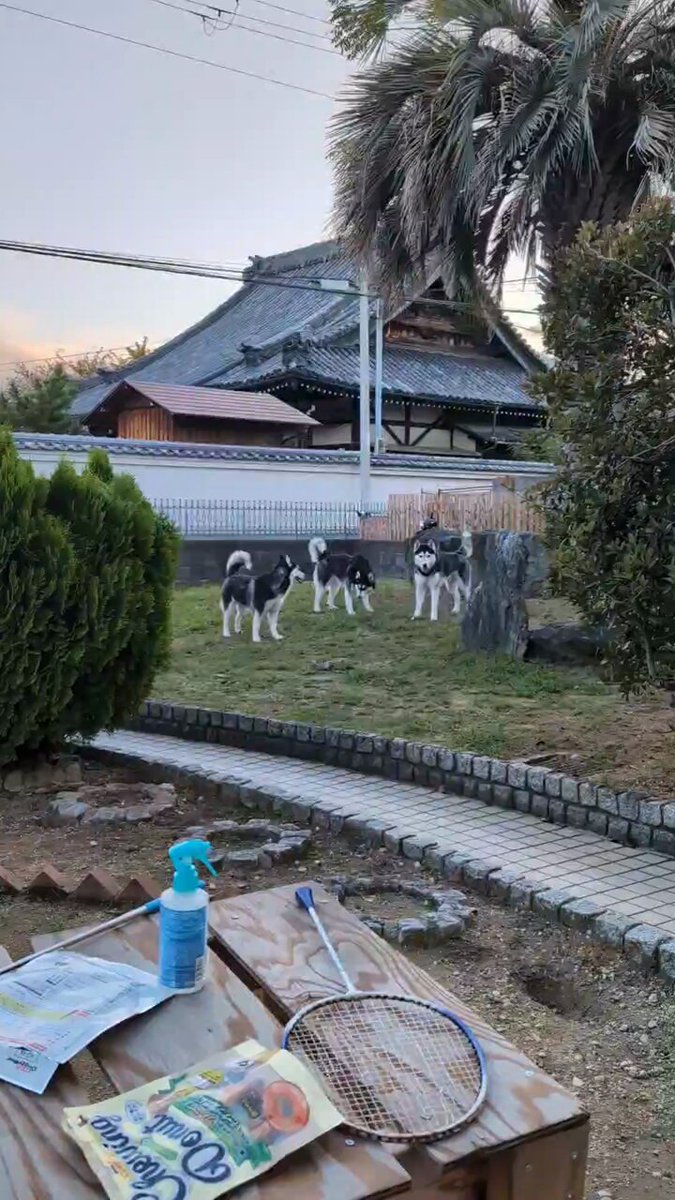 不思議な国の小人達。楽しさ出しました。 🎢✨ アナハイムのディズニーで、まさかの日本の友人