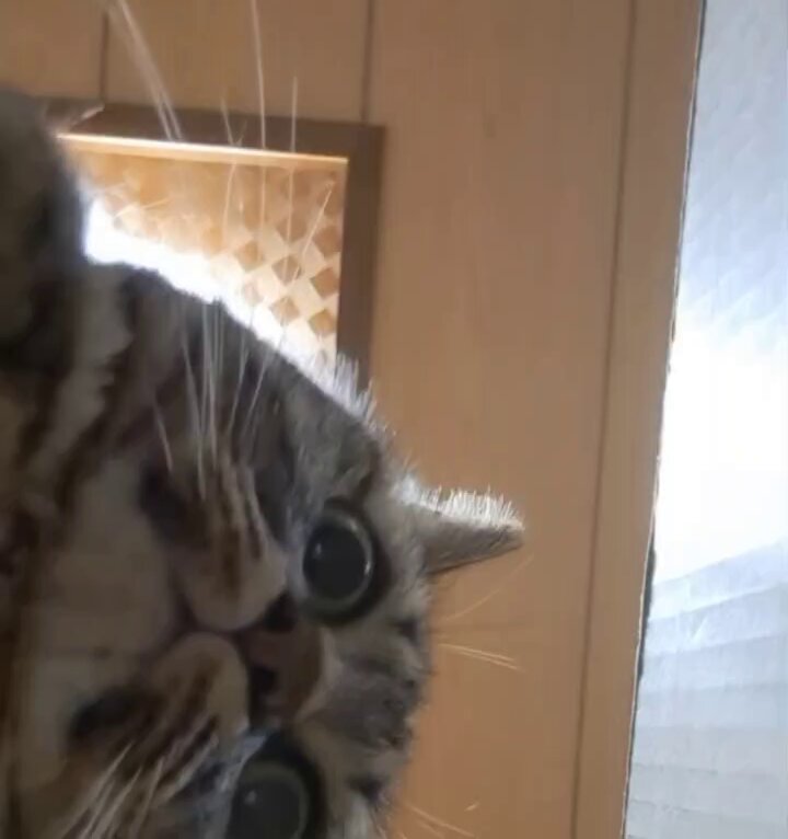 ねこLOVE (@EBkH9sISNq17404) / Posts / X