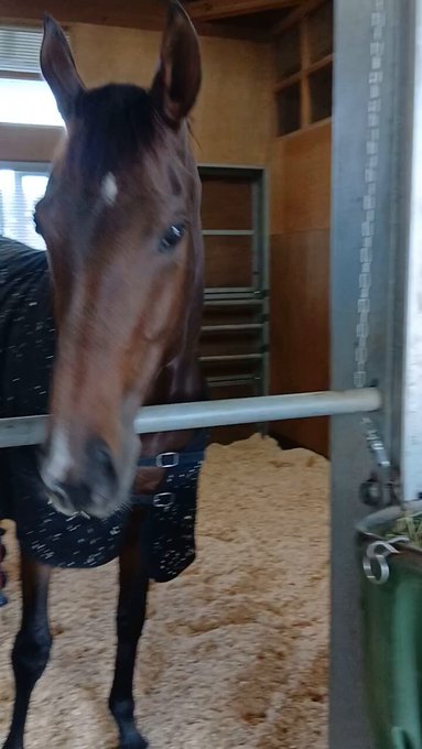 メイド喫茶＆BAR ジュリエットのツイート