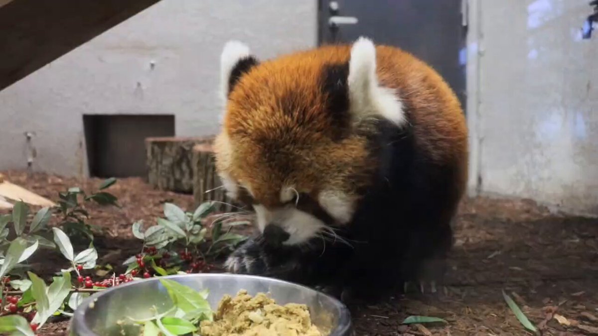 ゴン太ページ　 古希祝い ゴン太ページ 古希祝い 古希 お祝い プレゼント 名入れ 古希祝い