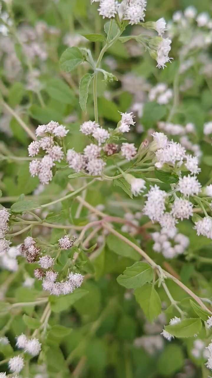 ﾏﾙﾊﾞﾌｼﾞﾊﾞｶﾏ - Search / X