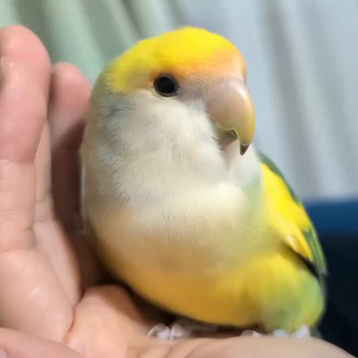 コザクラインコ