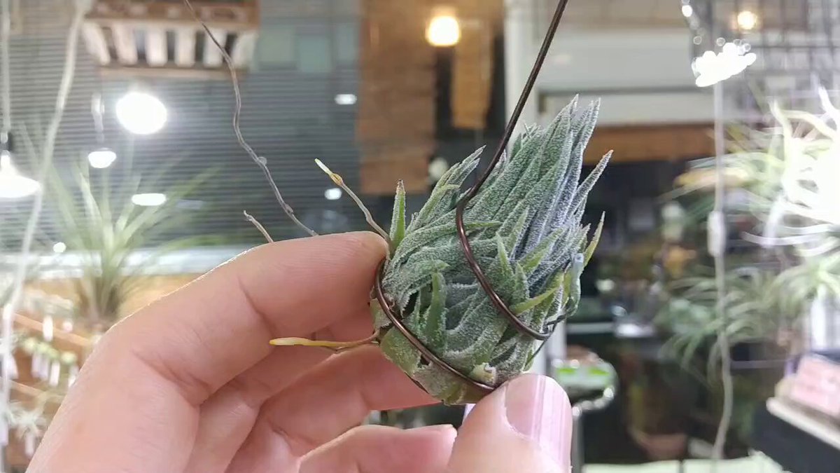 チランジア　スプレンゲリアナ　臨海型ラージクローン　sprengeriana チランジア スプレンゲリアナ 臨海型ラージクローン sprengeriana