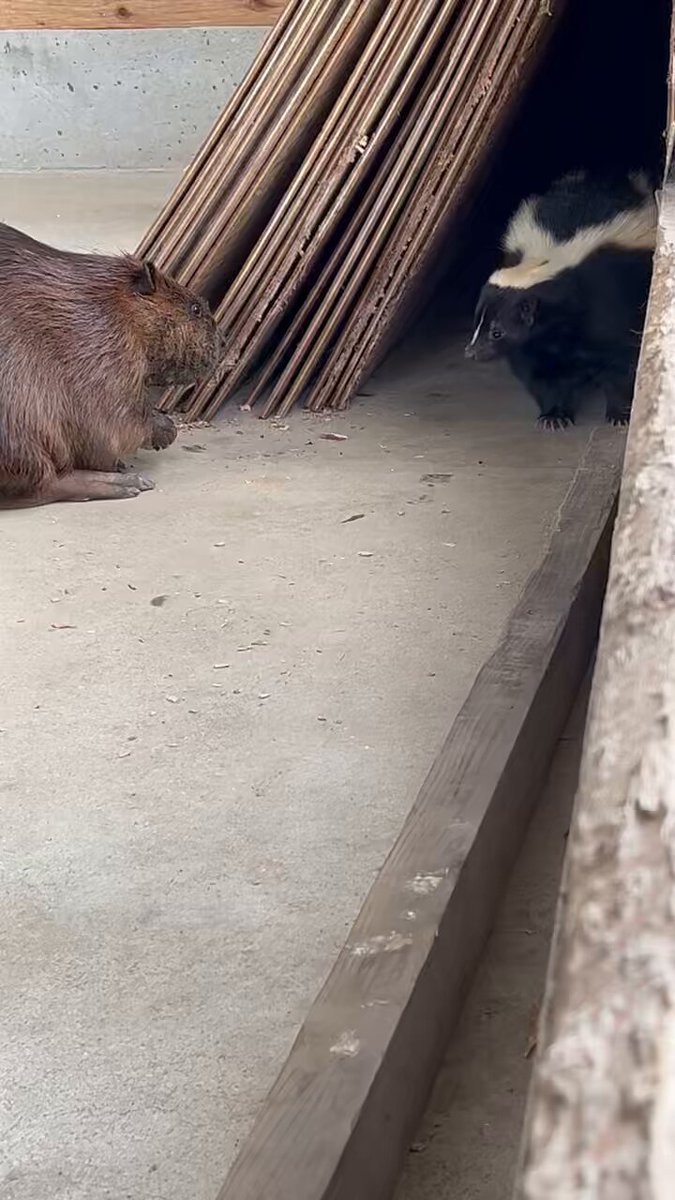 ちゃむページ ZX Spectrum Interface 2 ZXC4 Re-programmable ROM Cartridge loading