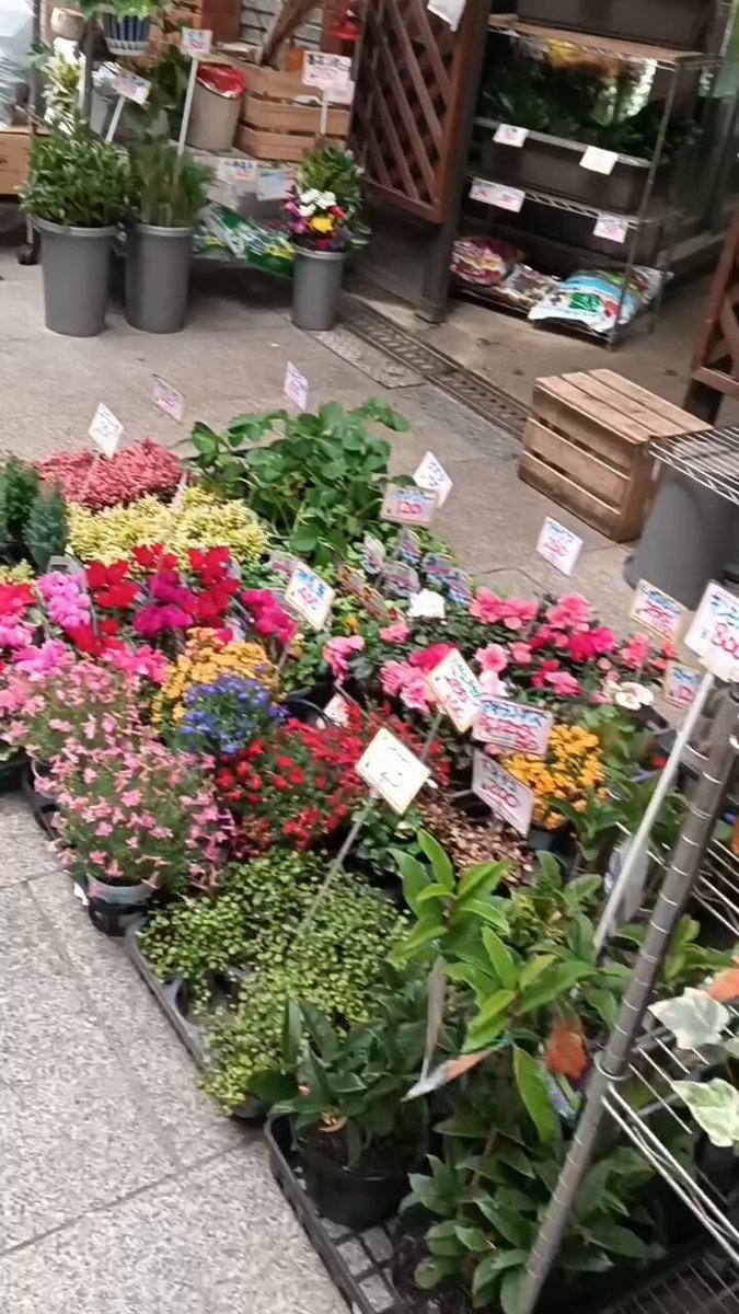 ｼｸﾗﾒﾝ - Search / X