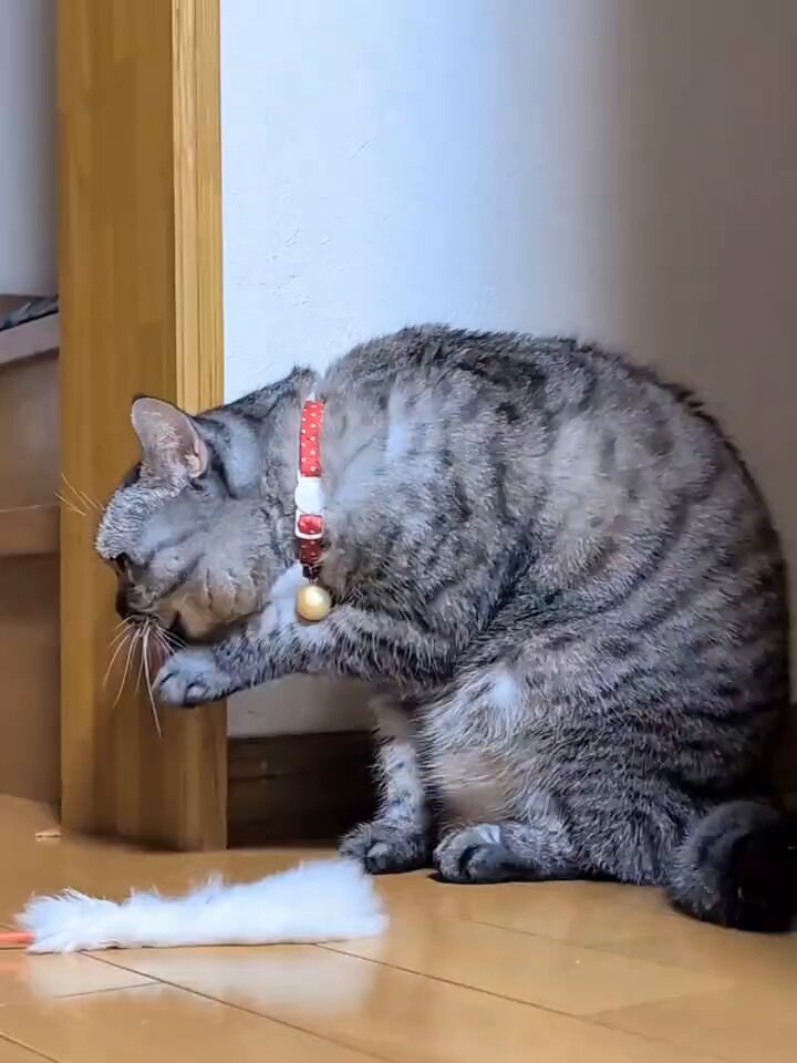 そらね⚪️ご購入者様はプロフ必読願います様 ̴̛ᴗ⁍̴̛⁎) on X