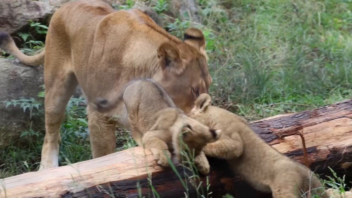 ライオン親子 maxresdefault.jpg