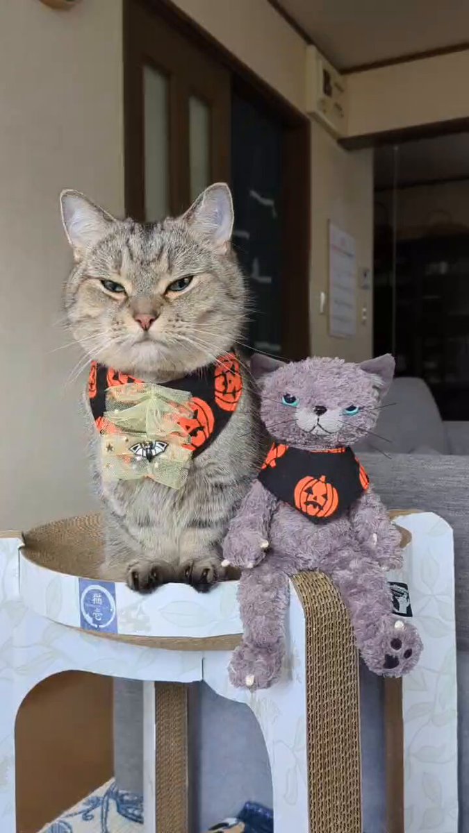 ぐく丸吉 大吉丸 究極の烏賊墨抜き器 フォーセップ - 【バス・トラウト